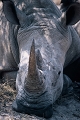 sieste de rhinocros